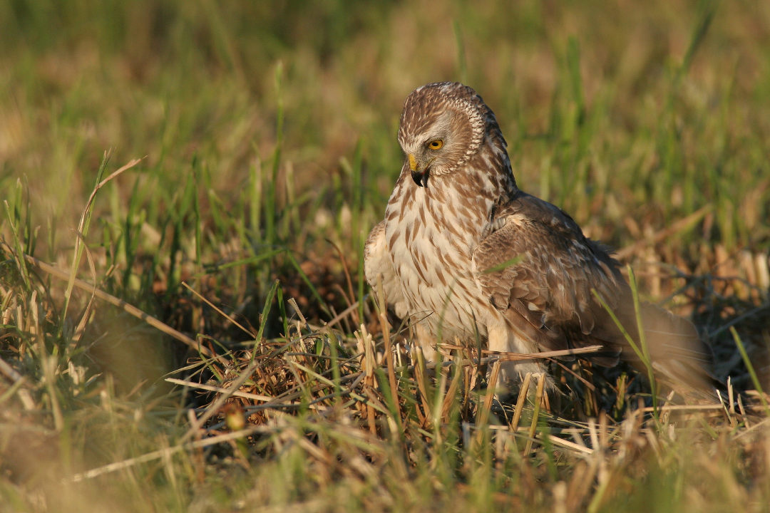 Protection des busards franciliens